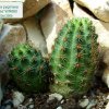 Rebutia _pygmaea 'colorea' WR660 _01